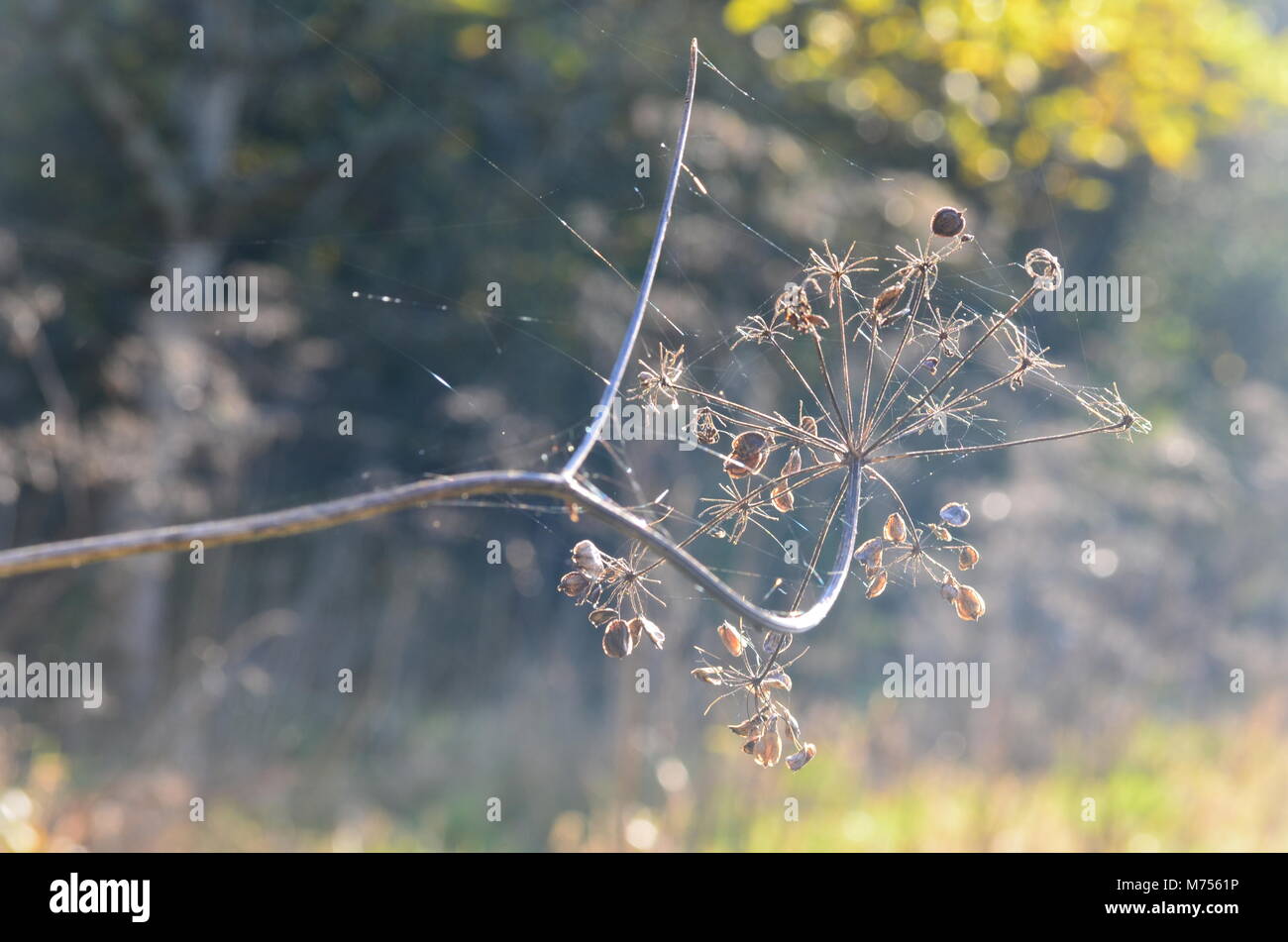 Am frühen Morgen Spinnweben Stockfoto