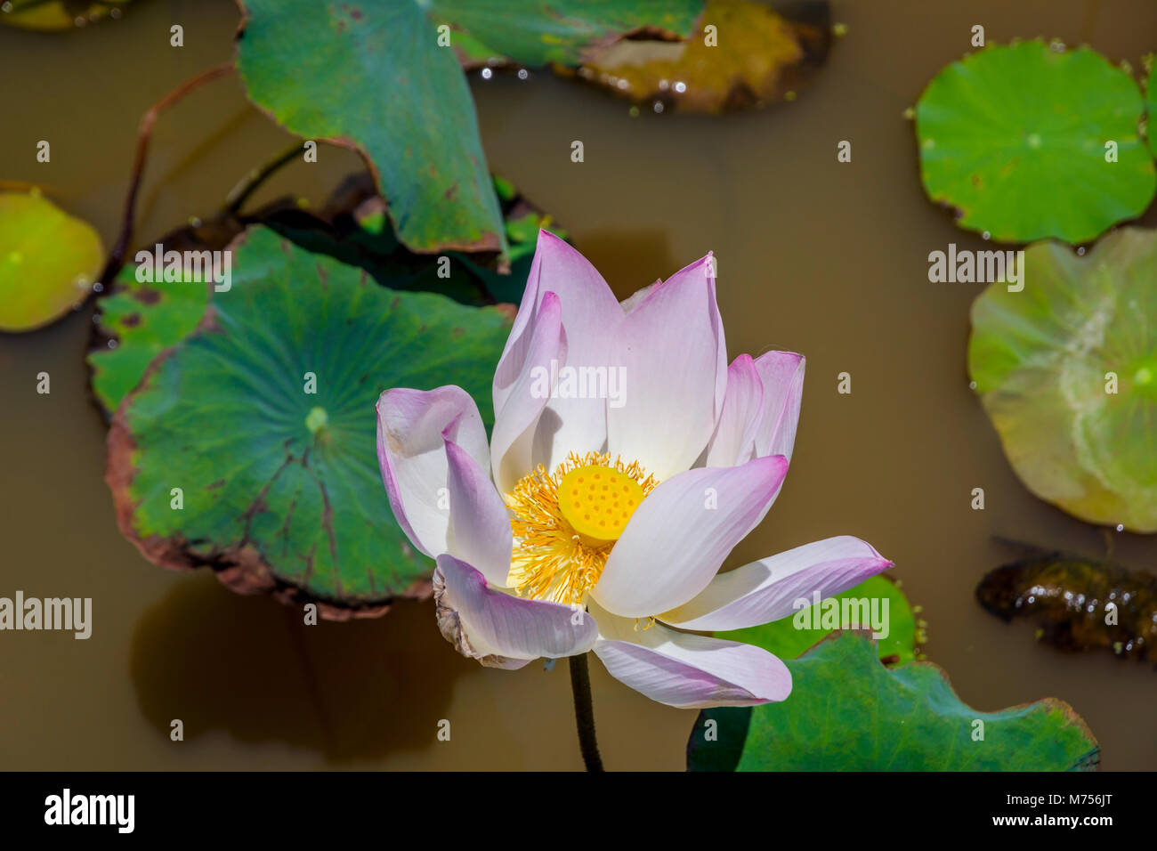 Pink Lotus Blumen blühen in den See, Siem Reap, Kambodscha Stockfoto