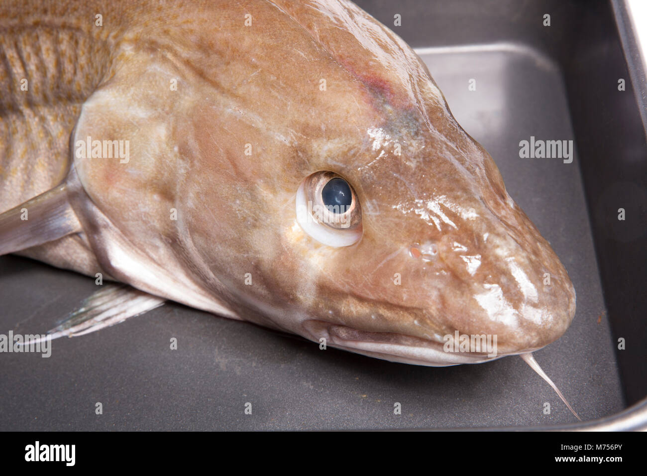 Ein Cod-Gadus morhua, der im Herbst beim Strandfischen gefangen wurde Vom Strand von Késil in Dorset, England, GB Stockfoto