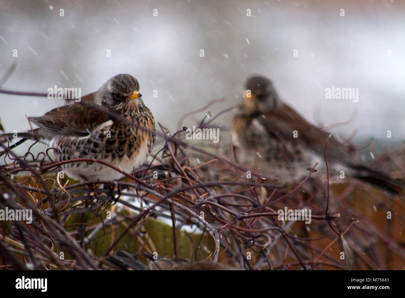 Wacholderdrossel Vögel im Garten Stockfoto