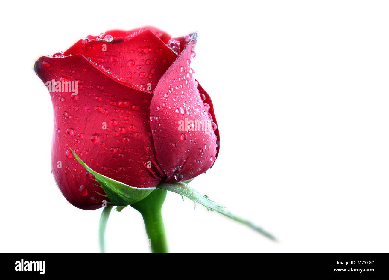 Valentine single schöne frische Rose in weißen Raum Stockfoto