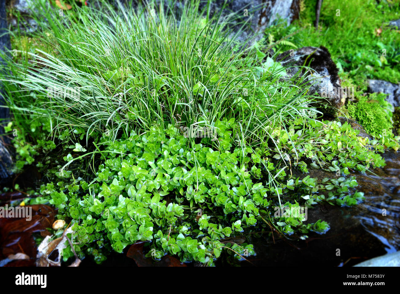 Natürlich frische Wasserpflanzen der Garten. Stockfoto