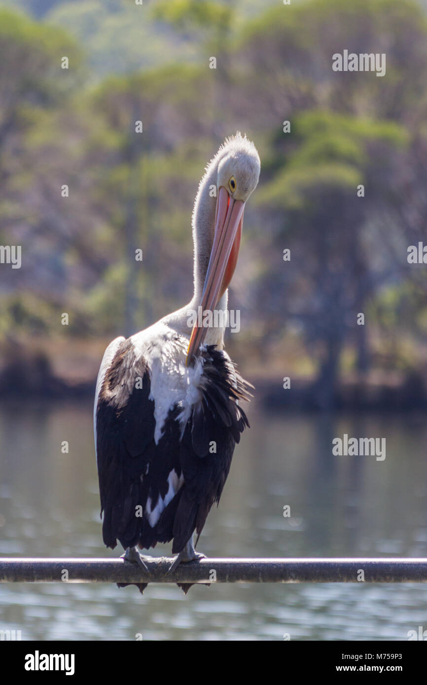 Australischer Pelikan, Pelecanus conspicillatus, Stand auf der Pole, Pambula See, NSW, New South Wales, Australien Stockfoto