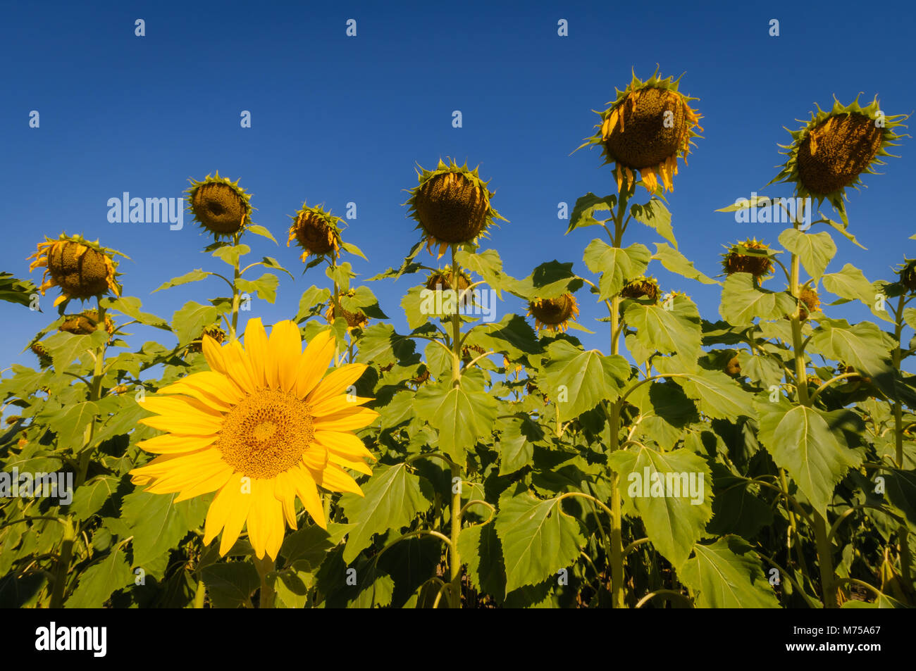 Das neue Zicklein auf dem Block in ein Sonnenblumenfeld in den Neu-england Tablelands im Norden von New South Wales in Australien. Stockfoto