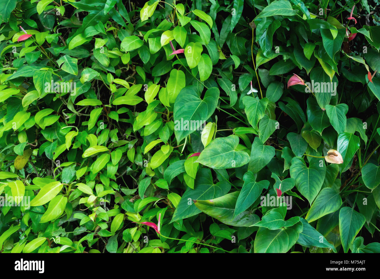 Anthurium oder Flamingo und tropischen Efeu baum Wand in der vertikalen Garten auf der Gebäude. Natur Hintergrund. Stockfoto