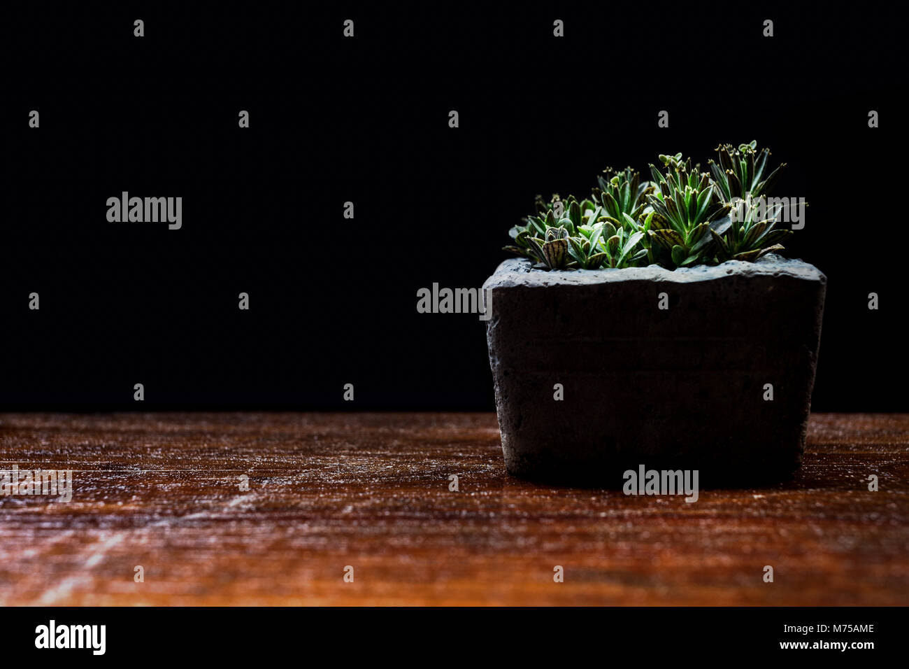 Gruppe von kleinen Bäumen in der Zement Topf auf dem Holztisch in der Dunkelkammer wächst aus dem weniger Sonnenlicht. schwarzer Hintergrund und Kopieren. Stockfoto