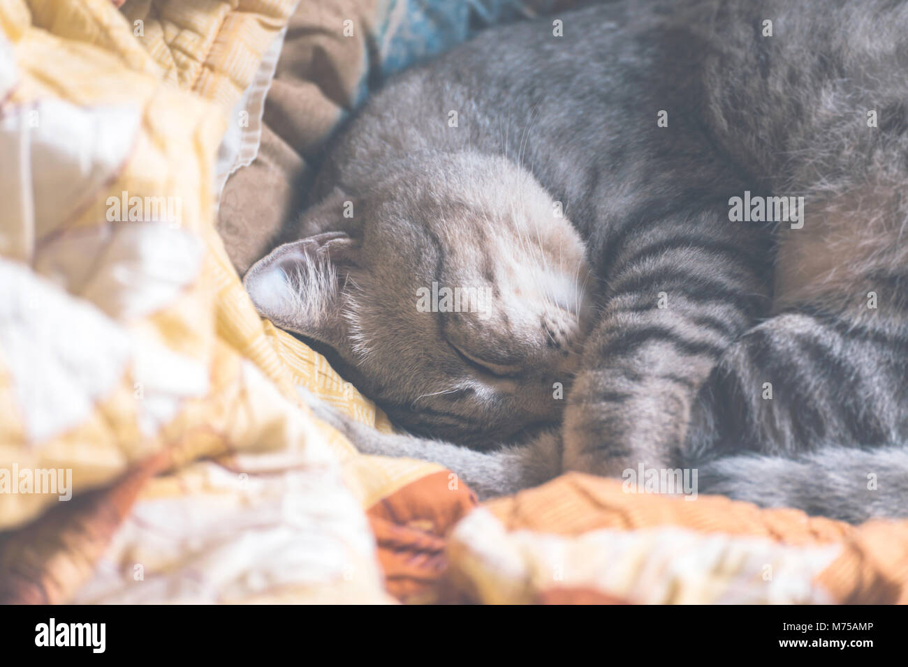 American Shorthair Katzen schlafen in der Decke am Sonntag Morgen, selektiver Fokus, vintage Foto und Film Stil. Stockfoto