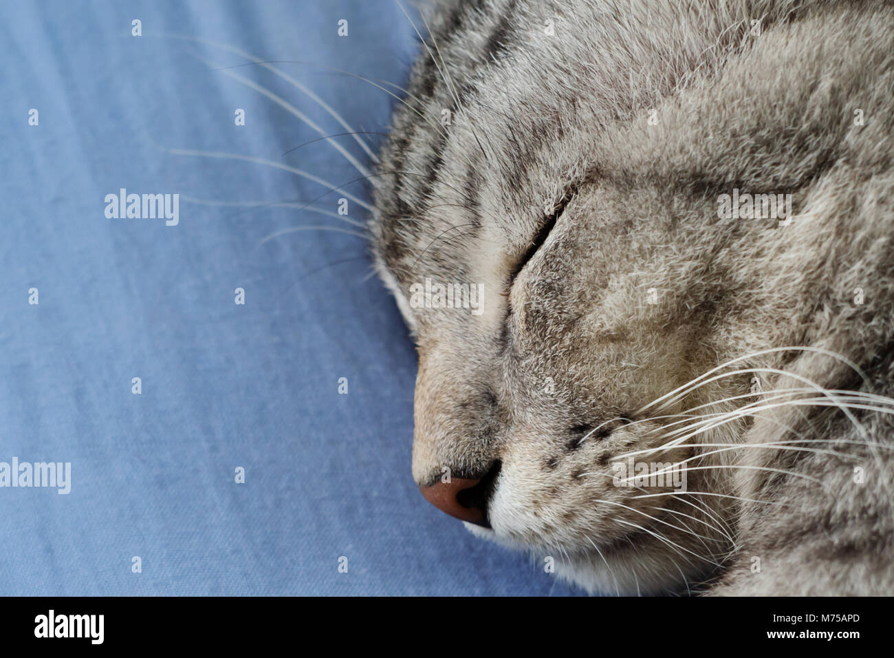 American Shorthair Katze Schläft Auf Dem Blauen Kissen In