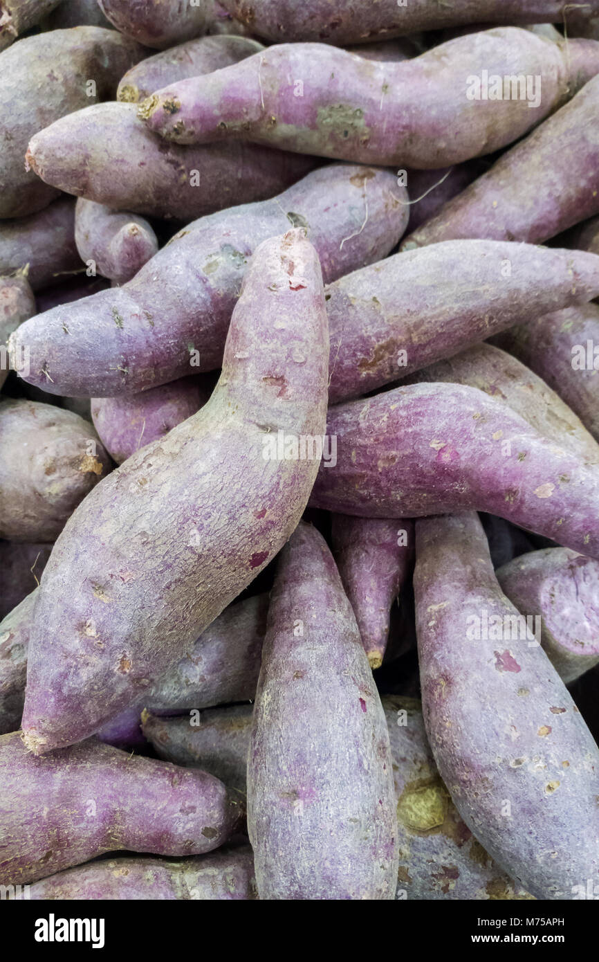 Frischen Haufen von maniok oder yam Tapioka Wurzeln ist bereit, die Produktion bei der stärkeherstellung Industrie zu verarbeiten Stockfoto