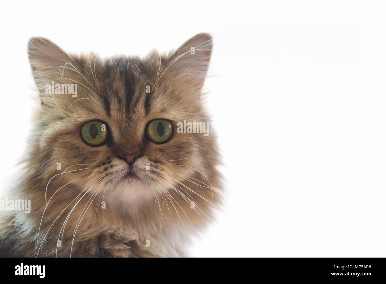 Süße chinchilla Perser Kätzchen Katze Warten und Suchen für die Eigentümer in der Nähe der Fenster mit Licht. Porträt der Katze in die Kamera schaut gegen Weiße b Stockfoto