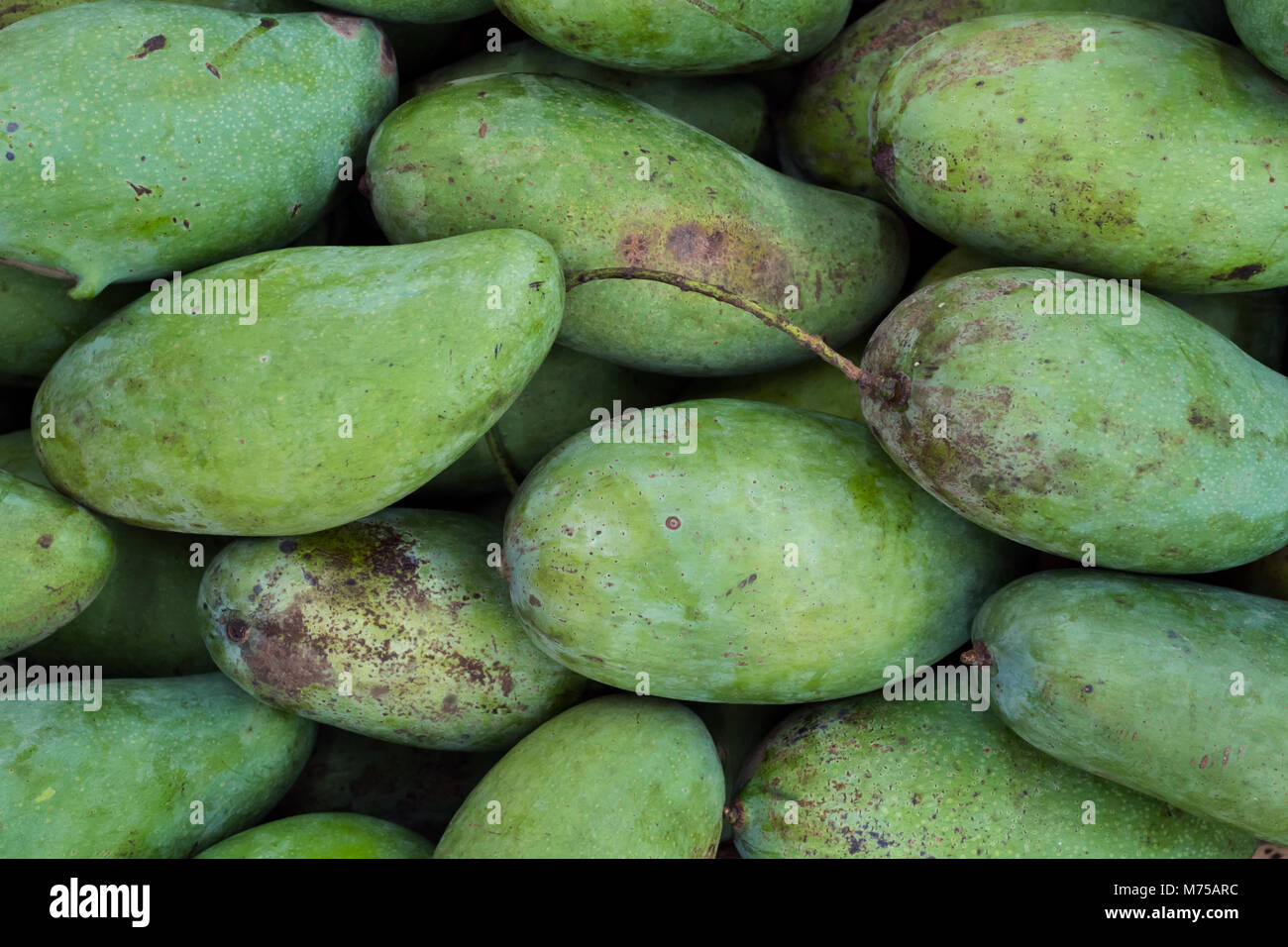 Frische Asien tropischen grünen Mangos Obst und auf organische Bauern im freien Markt verkaufen. Stockfoto