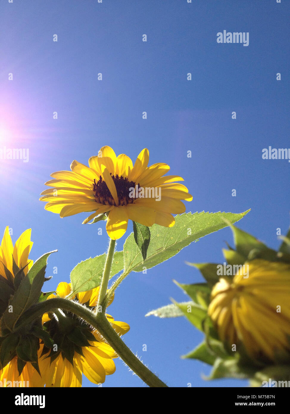 Die Strahlen der Sonne und die Strahlen der Sonnenblumen Stockfoto