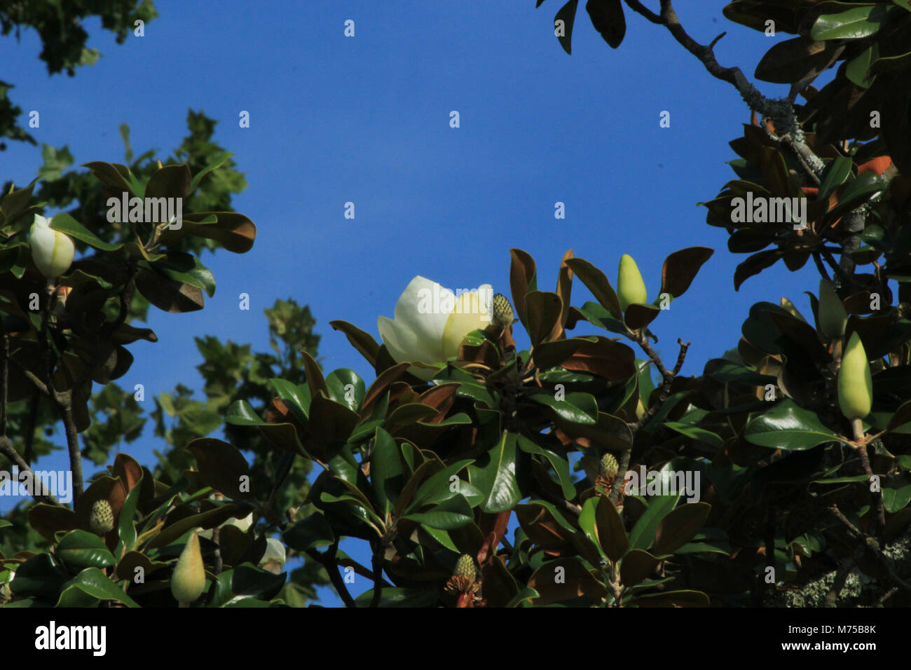Louisiana State Flower: Magnolie Stockfoto