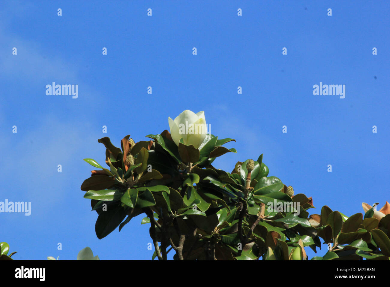 Louisiana State Flower: Magnolie Stockfoto