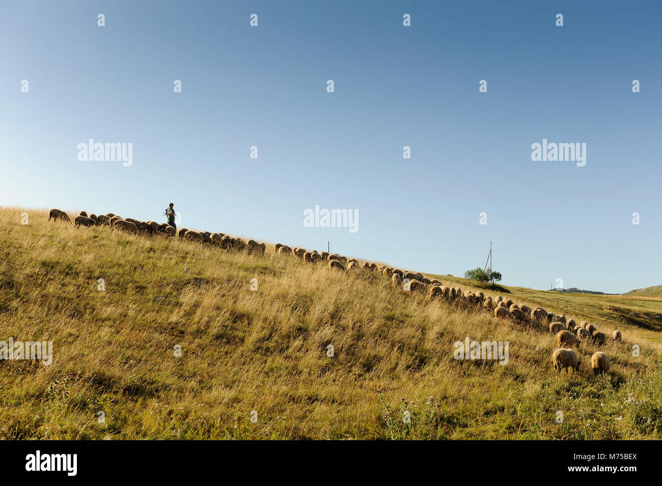 Schönes Licht auf eine Herde von Schafen mit einem Hirten auf einem Hügel in Biogradska gora nationalni Park Stockfoto