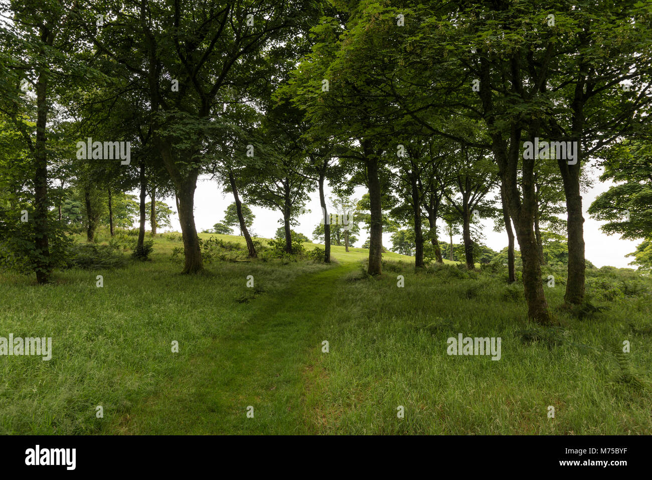 Festung in Bar Hill (2 dn-Jahrhundert, die höchste der Antonine Wall Forts), nahe dem Dorf Twechar. Schottland Stockfoto