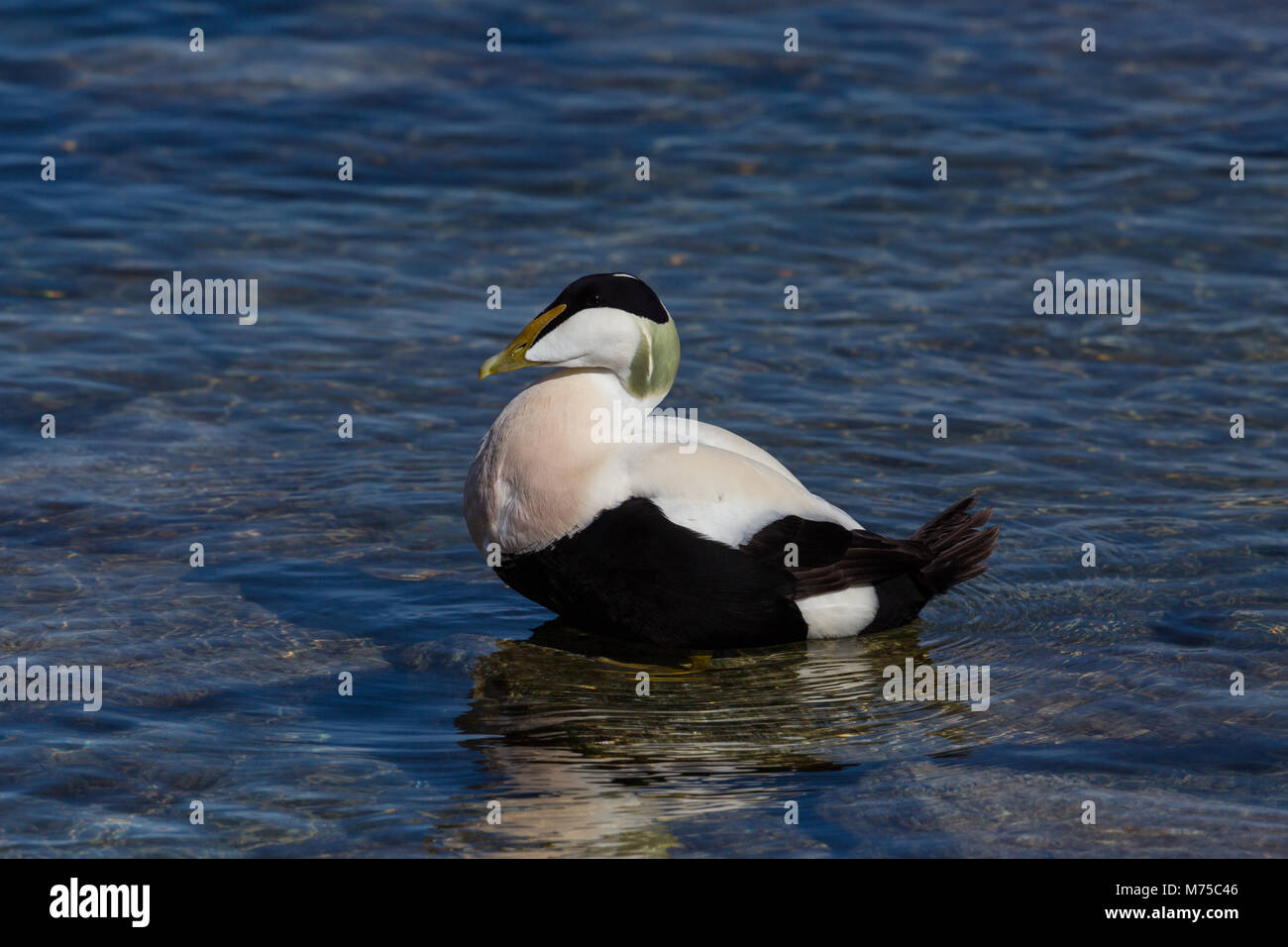 Natürliche männliche Eiderente (Somateria Mollissima) stehen im flachen Wasser Stockfoto