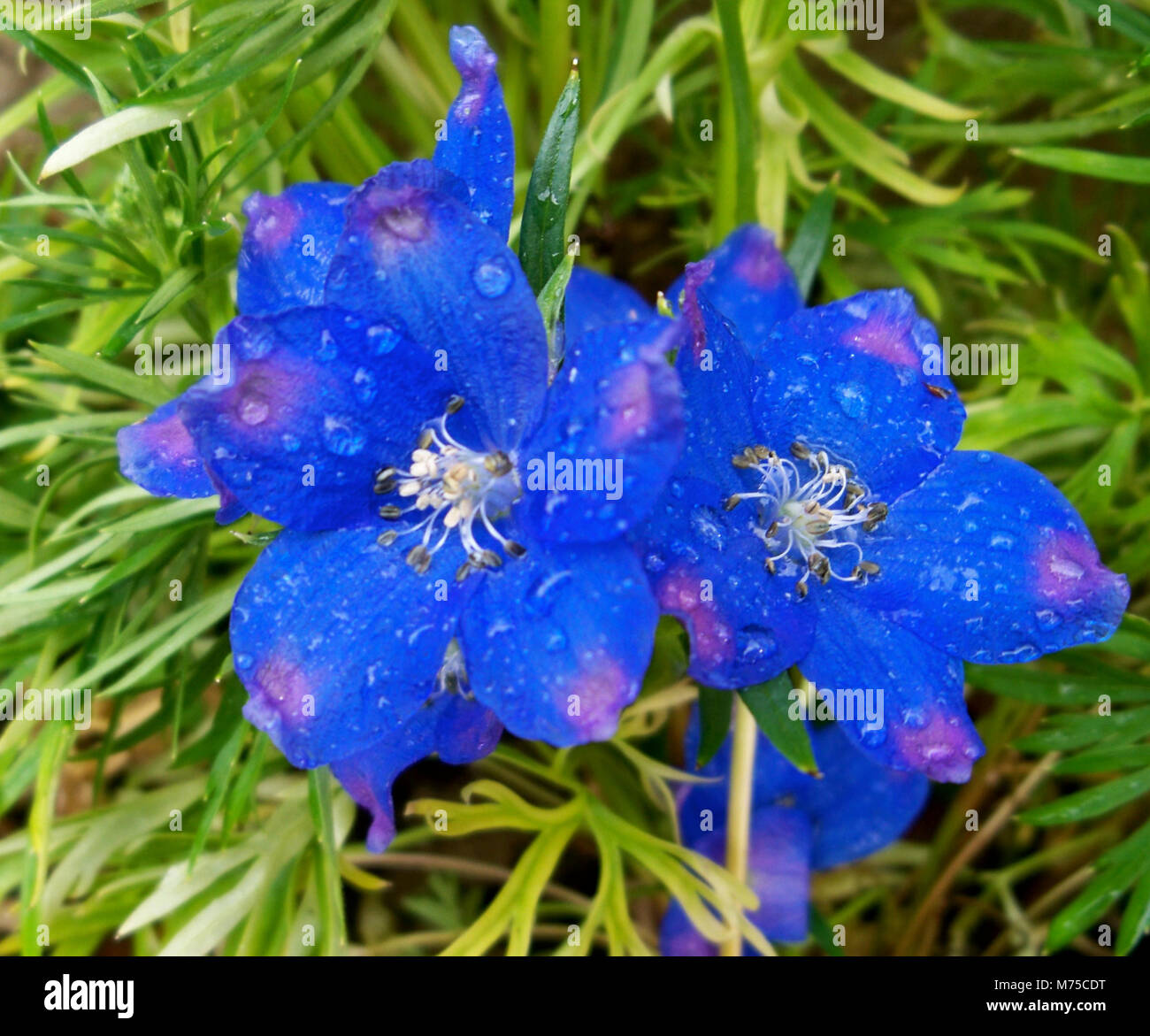 Sommer Blues Blume Stockfoto