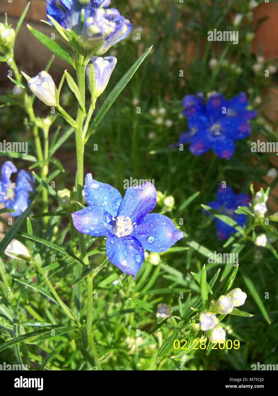 Sommer Blues Blume Stockfoto