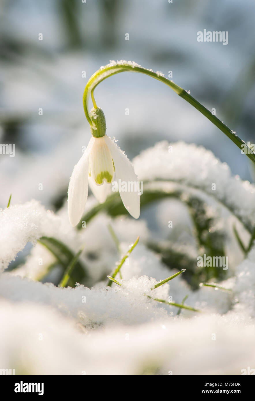 Schneeglöckchen: Galanthus nivalis. Im Schnee. Surrey, Großbritannien. Stockfoto