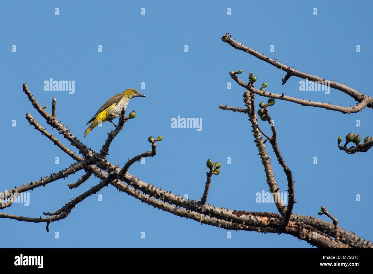 Vogel: Porträt eines weiblichen Pirol thront auf einem Ast Stockfoto