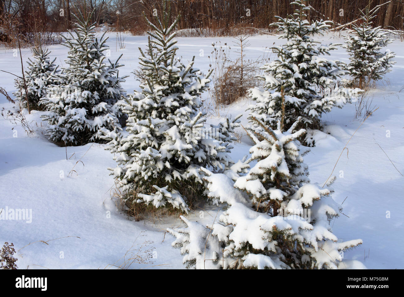 Kanada, Quebec, Montreal, winter, wald, Kiefern unter Schnee, Stockfoto