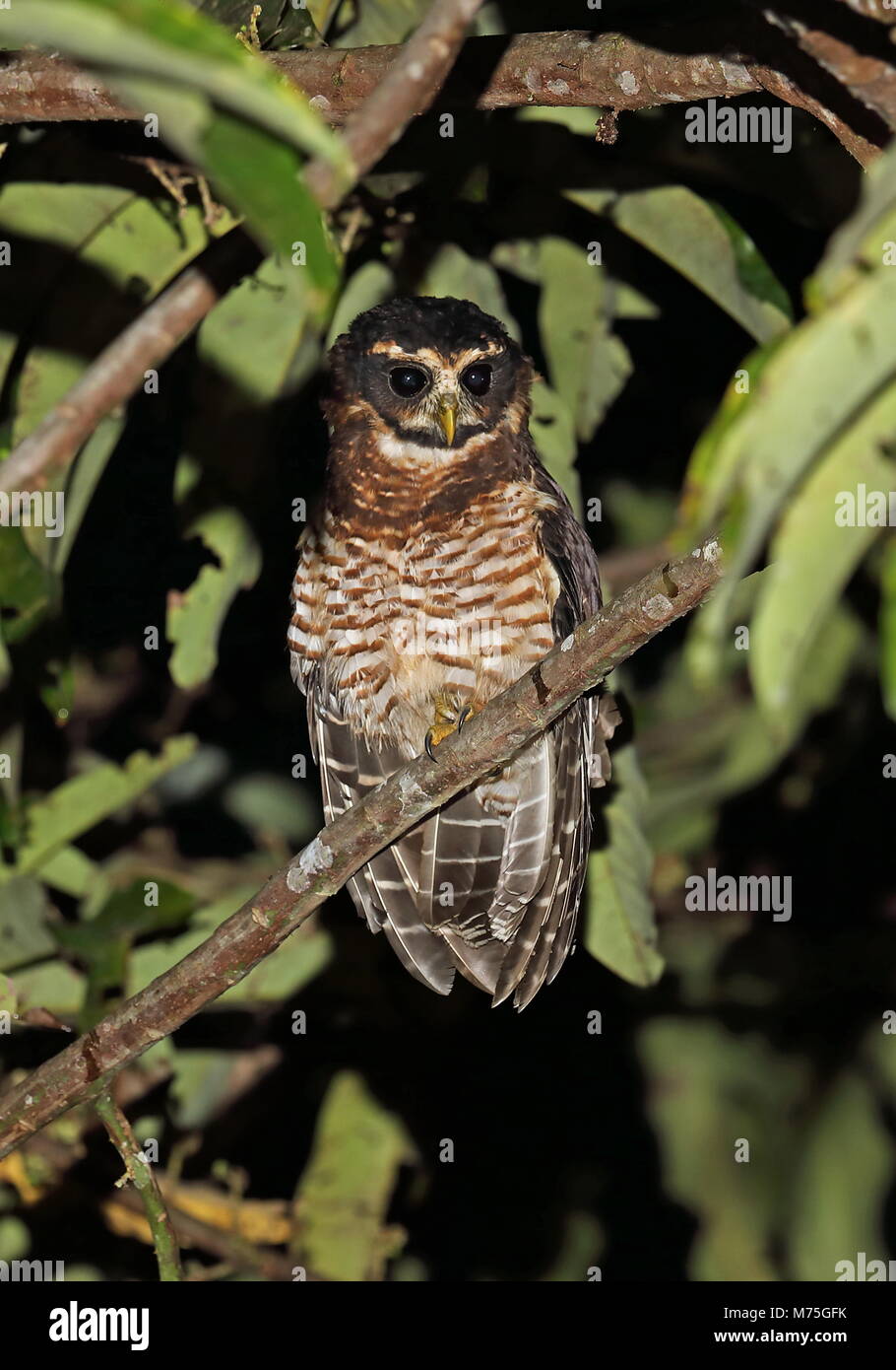 Band-bellied Owl (Pulsatrix melanota melanota) Erwachsene auf die toten Zweig in der Nacht Copalinga Lodge, Zamora, Ecuador Februar gehockt Stockfoto