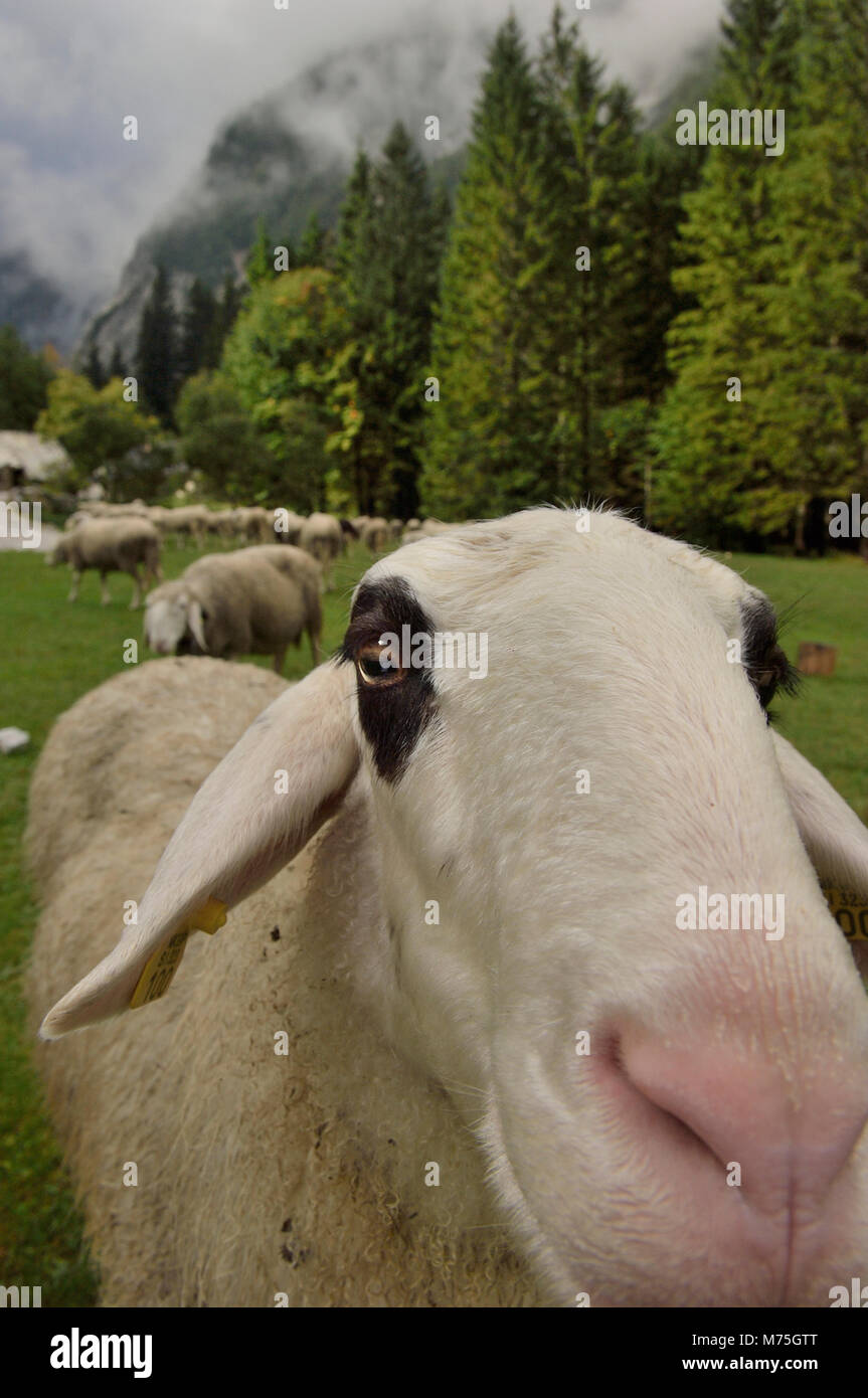 Grasender Schafe... Region Gorenjska. Julischen Alpen. Slowenien Stockfoto