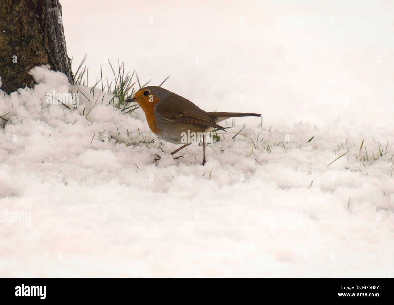 De Robin im Garten im Winter 2018, Yorkshire Stockfoto
