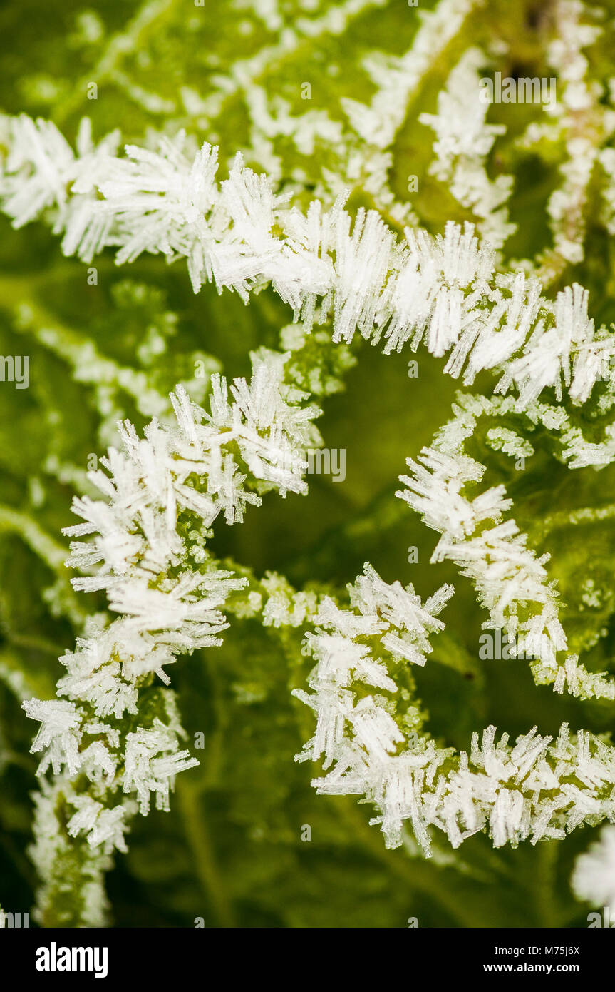 Abstraktes Bild von Wirsing im Feld mit Frost auf es auf einem flämischen Feld Stockfoto