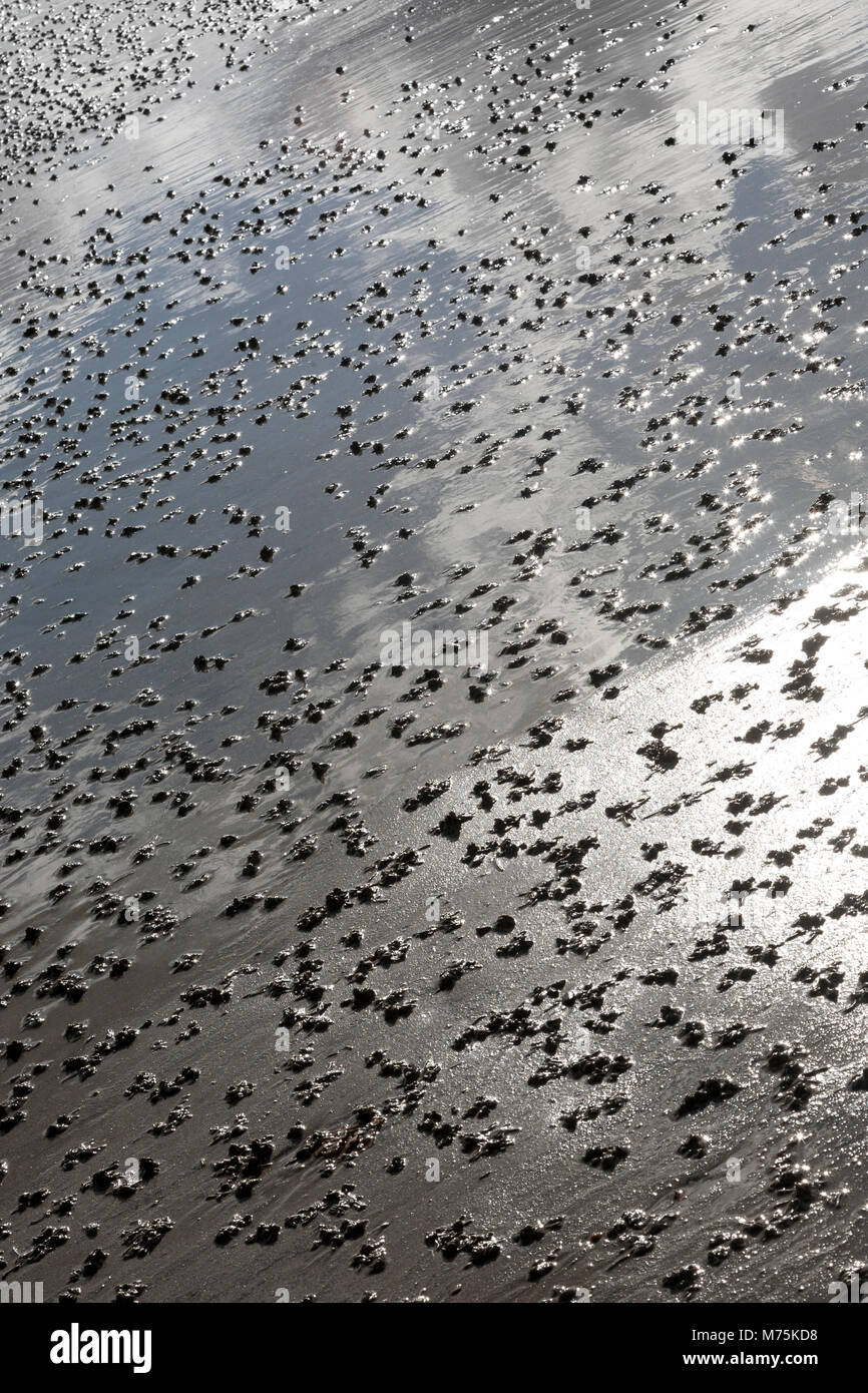 Sand Spuren von wattwürmer Stockfoto