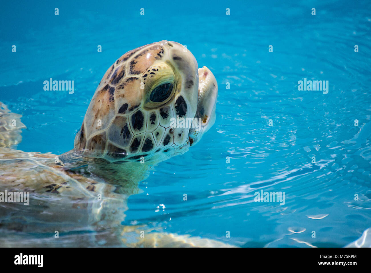 Meeresschildkröten Stockfoto