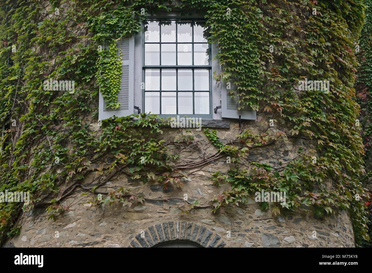 Milford, PA, USA: Efeu (Hedera helix) am grauen Türme (1886), der ehemaligen Heimat von Gifford Pinchot, erste Generalstabschef der US-Forstwirtschaft Service. Stockfoto