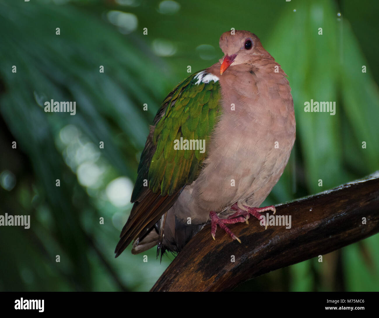 Ein nasser Wompoo Obst Dove (Ptilinopus magnificus) oder wompoo Taube, aus Neuguinea sitzt auf einem Regenwald Zweig Zuflucht von einem tropischen regen Sturm Stockfoto