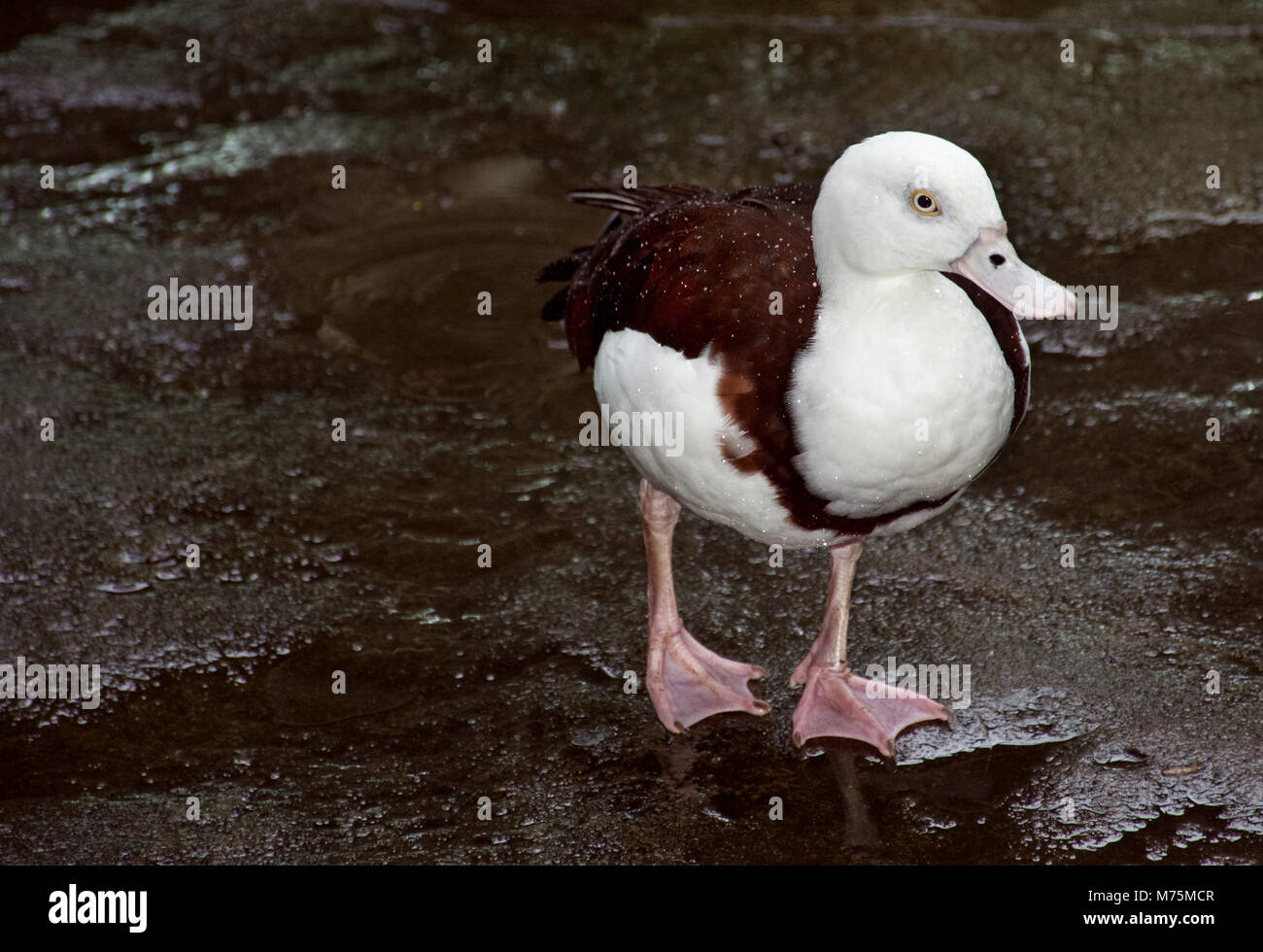 Exotischen Weißen beaked Enten mit braunen und weißen Federn und rosa Schwimmhäuten Stockfoto