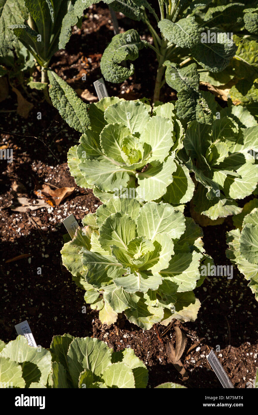 Blühender Grünkohl bekannt als Taube weiße in einem Gemüsegarten auf dem Bauernhof wächst Stockfoto