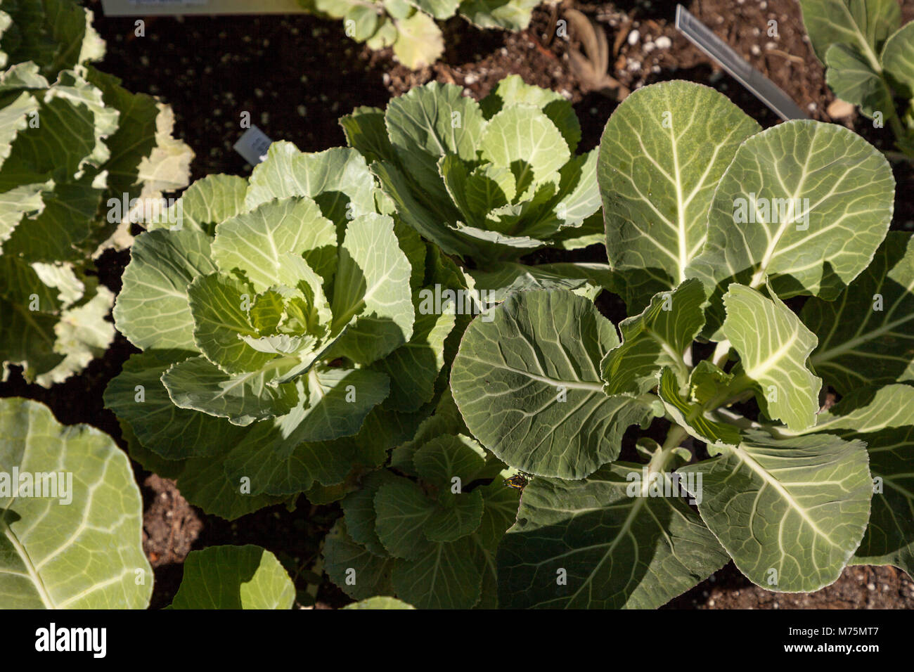 Blühender Grünkohl bekannt als Taube weiße in einem Gemüsegarten auf dem Bauernhof wächst Stockfoto