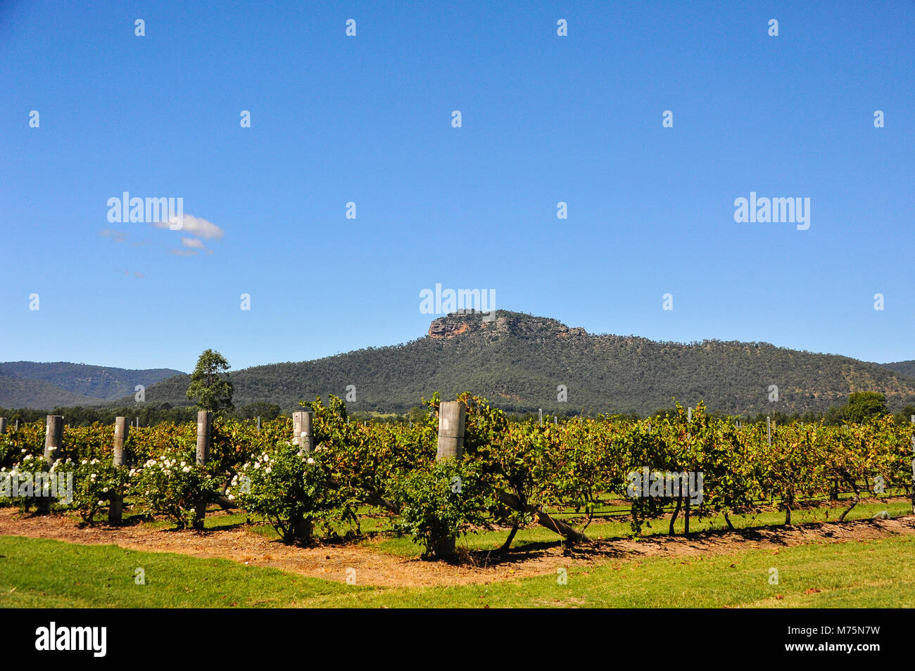 Blick auf Werakata Nationalpark aus dem Hunter Valley Weinberge, Australien. Die malerische Landschaft mit Berg Hintergrund in einem klaren blauen Himmel. Stockfoto