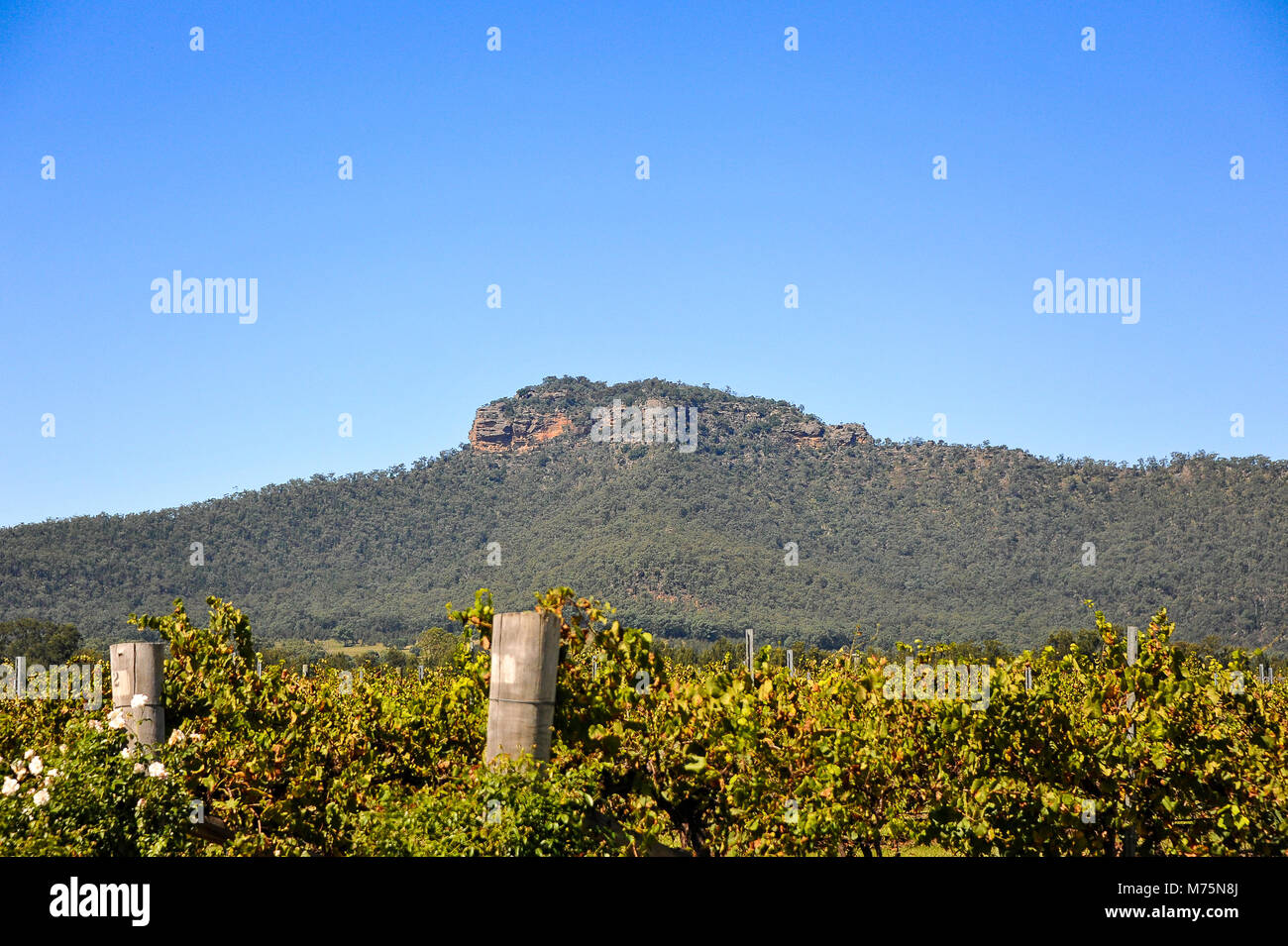 Weinberge und Berge in einem klaren blauen Himmel. Hunter Valley, News South Wales, Australien. Stockfoto