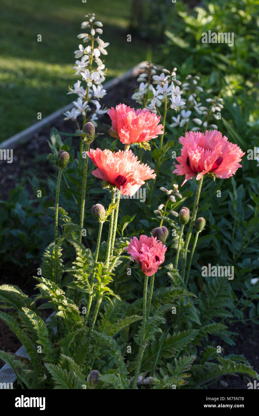 "Oriental Pink Ruffles', Jättevallmo Mohn (Papaver Orientale) Stockfoto