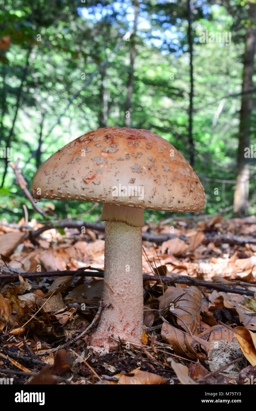 Ein einziges Muster von Amanita rubescens oder Blusher Pilz in gemischten Bergwald, köstlichen essbaren Pilz nach der thermischen Verarbeitung, aber giftig Ich Stockfoto