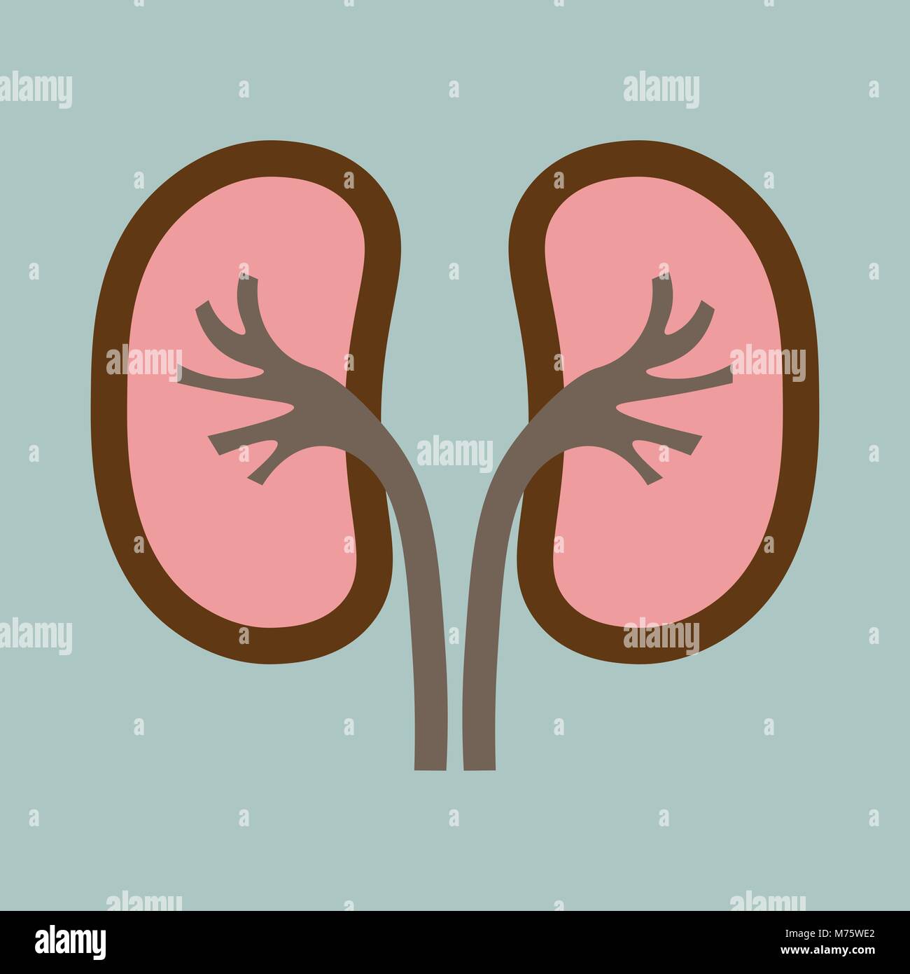 Menschliche Organe Niere Anatomie medizinische Symbol Stock Vektor