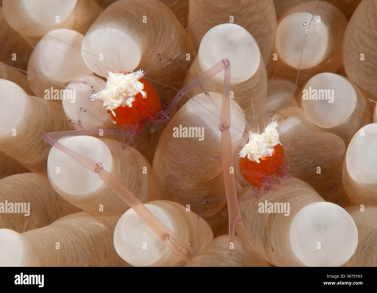 Zwei mushroom Coral Garnelen (Periclimenes kororensis) ruhen unter den Tentakeln einer Seeanemone, Bali, Indonesien Stockfoto