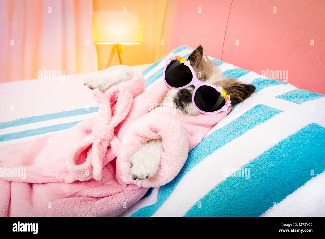 Cool lustig Pudel hund Ausruhen und Entspannen im Spa Wellness Salon  center, Bademantel und ausgefallene Sonnenbrille Stockfotografie - Alamy