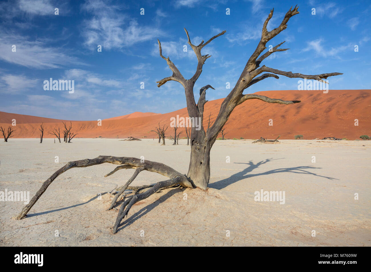 Blick auf tote Bäume Camelthorn gegen die roten Dünen und blauer Himmel im Deadvlei von Sossusvlei Namib-Naukluft-Nationalpark in Namibia, Südafrika Stockfoto