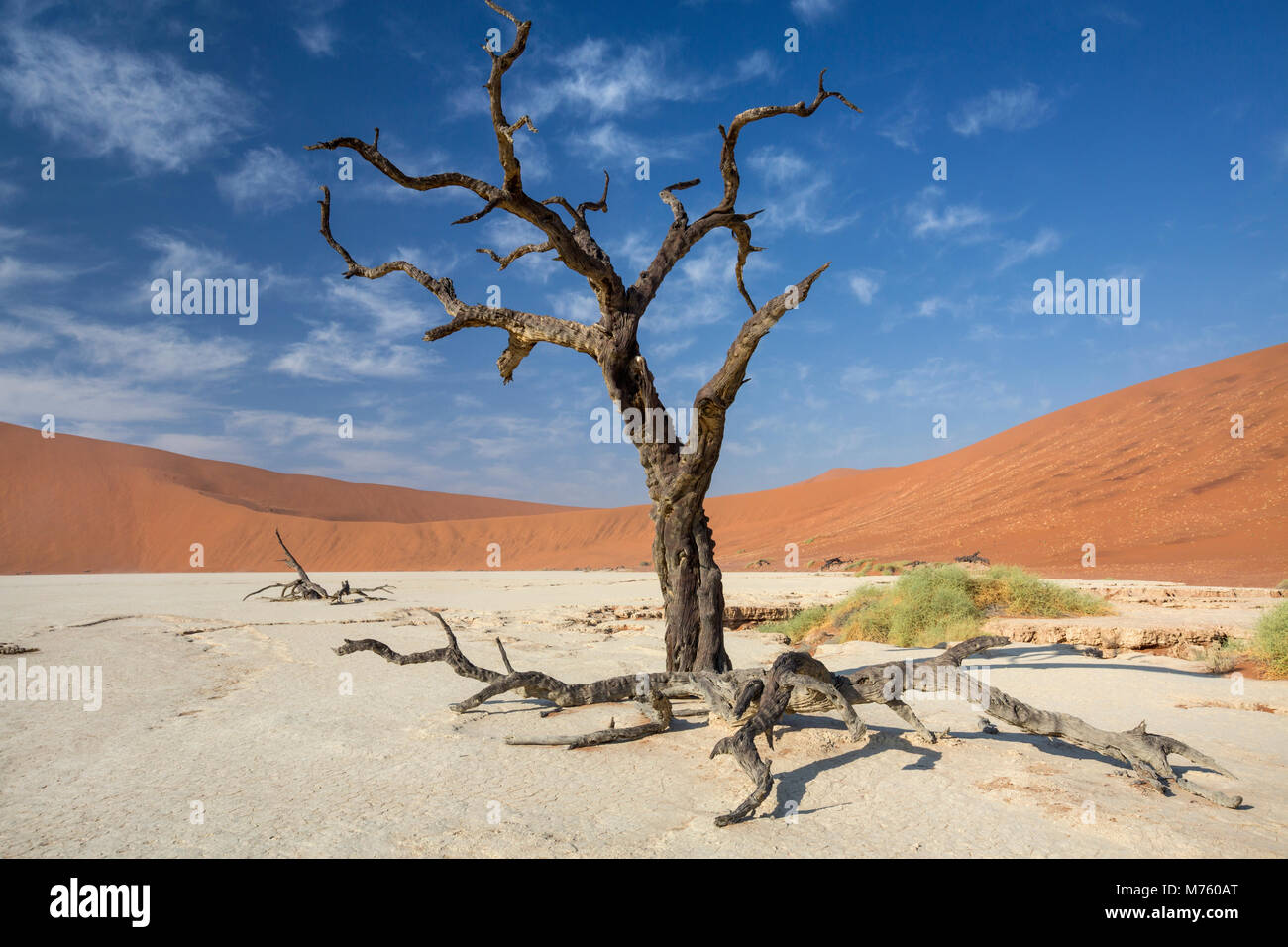 Blick auf tote Bäume Camelthorn gegen die roten Dünen und blauer Himmel im Deadvlei von Sossusvlei Namib-Naukluft-Nationalpark in Namibia, Südafrika Stockfoto