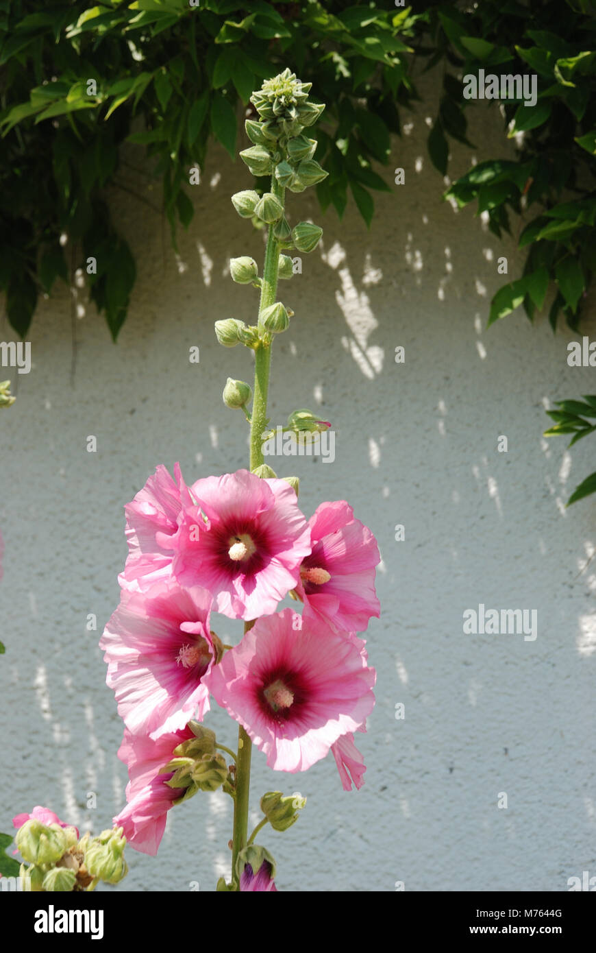 Althea rosea Fotos und Bildmaterial in hoher Auflösung Alamy