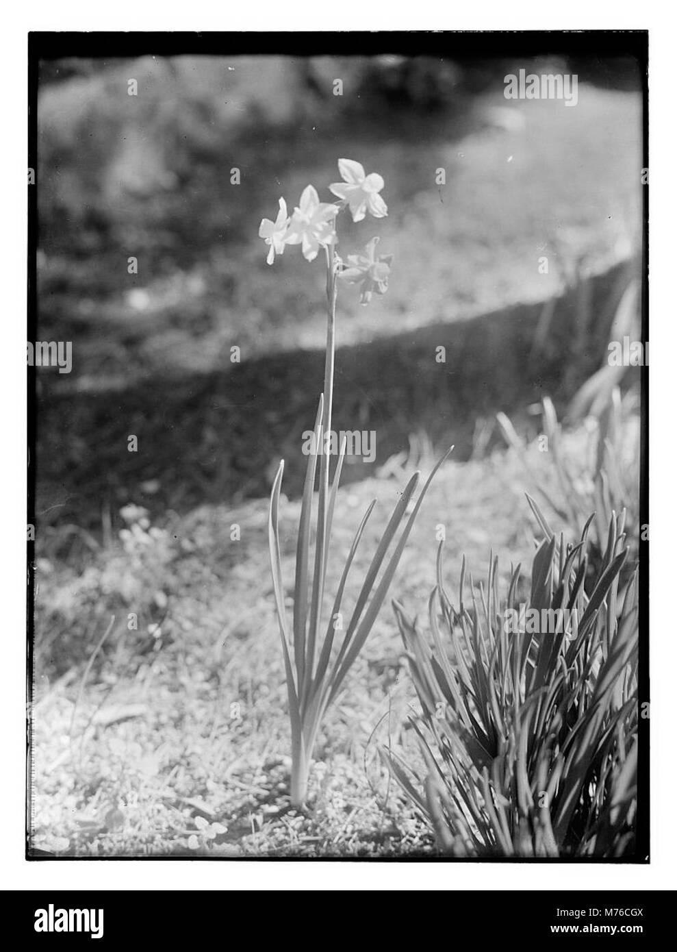 Eine botanische Illustration der Narzisse-Blüte, eine Gattung, die für ihre hellgelben und weißen Blüten bekannt ist. Das Bild hebt die detaillierte Struktur der Blüte hervor, die häufig mit dem Frühling assoziiert wird. Stockfoto