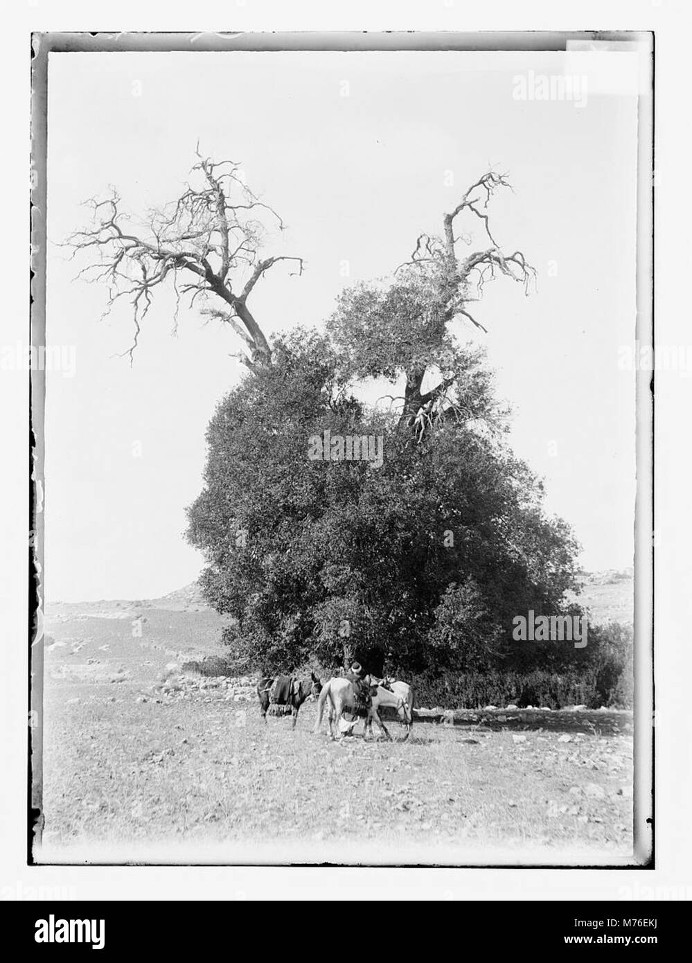 Ein Foto einer Reifen Eiche in Tibna, die ihre Pracht und die umliegende natürliche Umgebung zeigt und Stärke und Ausdauer in der Natur symbolisiert. Stockfoto
