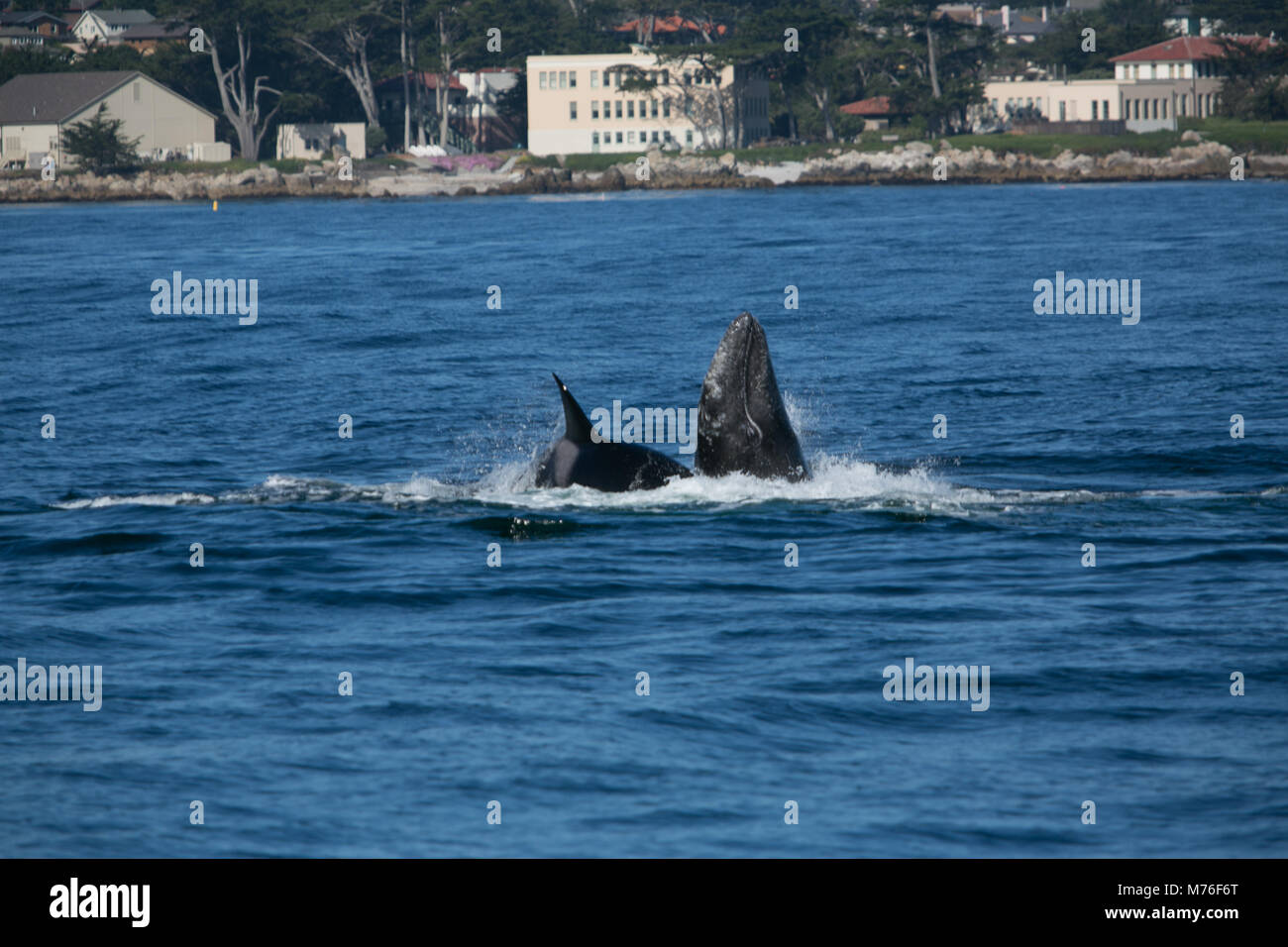 Grauwale und ihr Kalb von Orcas aus Monterey, Kalifornien attackiert. Stockfoto